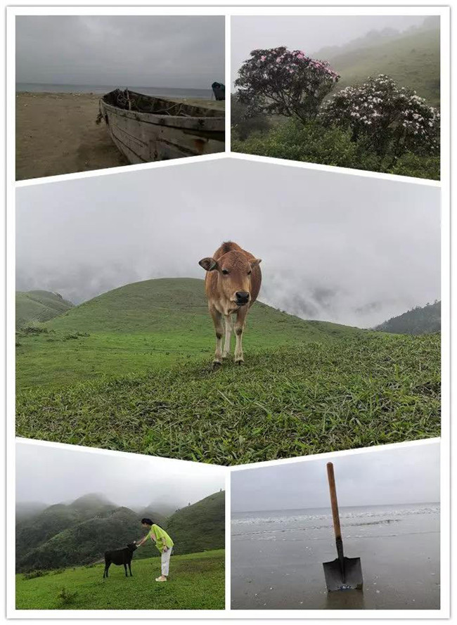 5月1日，陽西藍袍藍看海，陽春雞籠頂?shù)巧劫p高山杜鵑